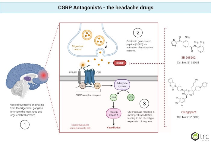 CGRP diagram