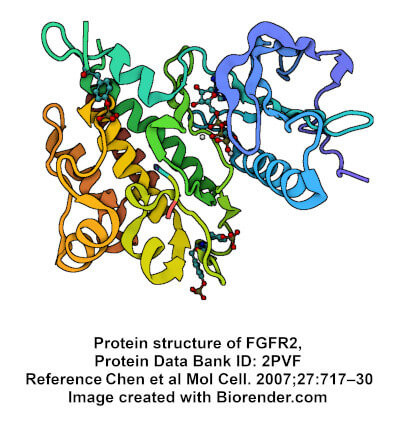 FGFR2 kinase PDB structure