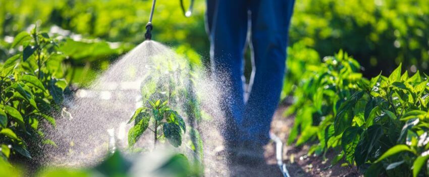 Farmer spraying insecticides